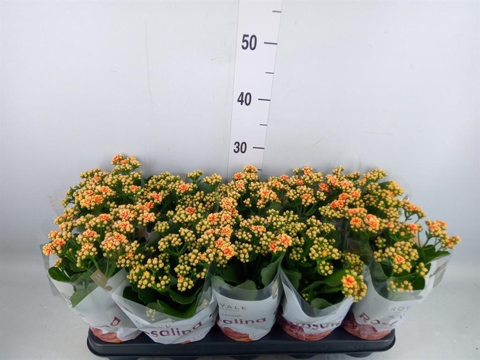 <h4>Kalanchoe blos. 'RosDon Feliz'</h4>