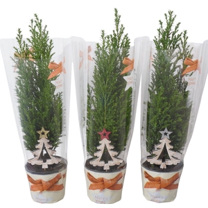 PTK25103 Ellwoodii met kersthoes en decoratie