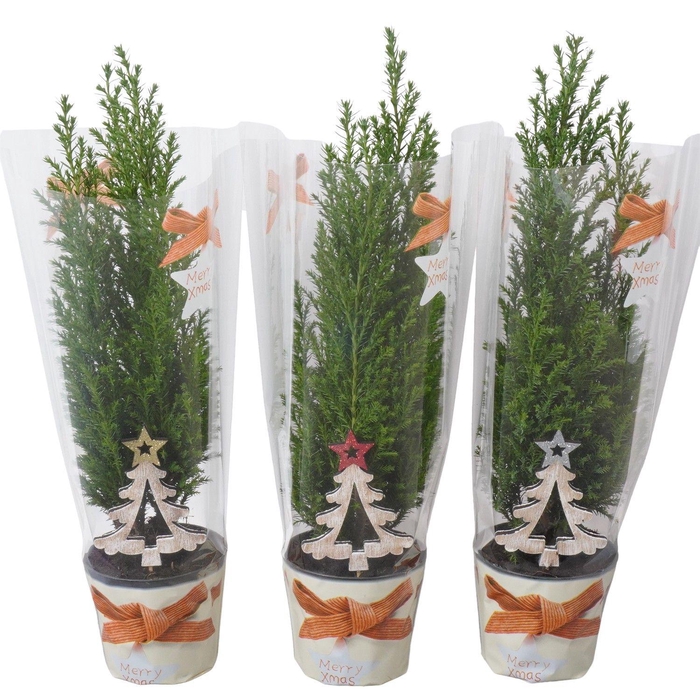 <h4>PTK25103 Ellwoodii met kersthoes en decoratie</h4>