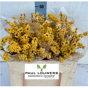 ILEX VE MAG CITRONEL