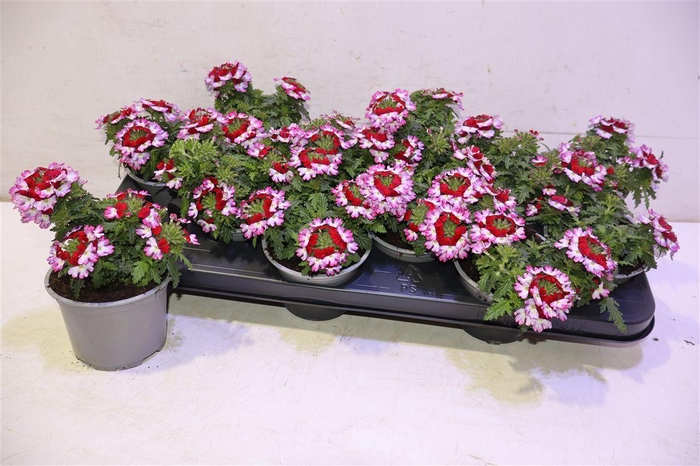 <h4>arr8 Verbe Ma Magic Rose</h4>