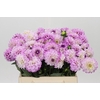 Dahlia Genova