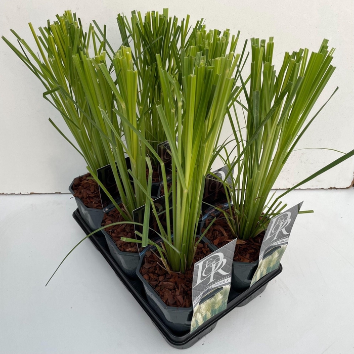 Cortaderia selloana