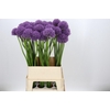 Allium Gladiator