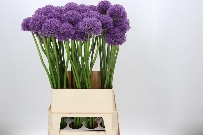 <h4>Allium Gladiator</h4>
