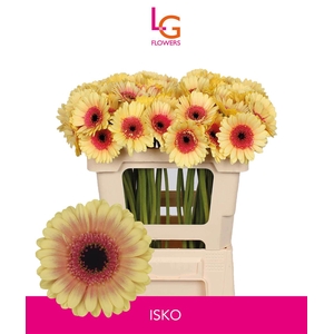 Germini Isko Water