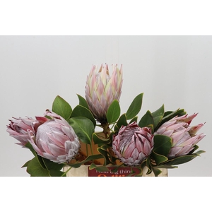 Protea Cynaroides