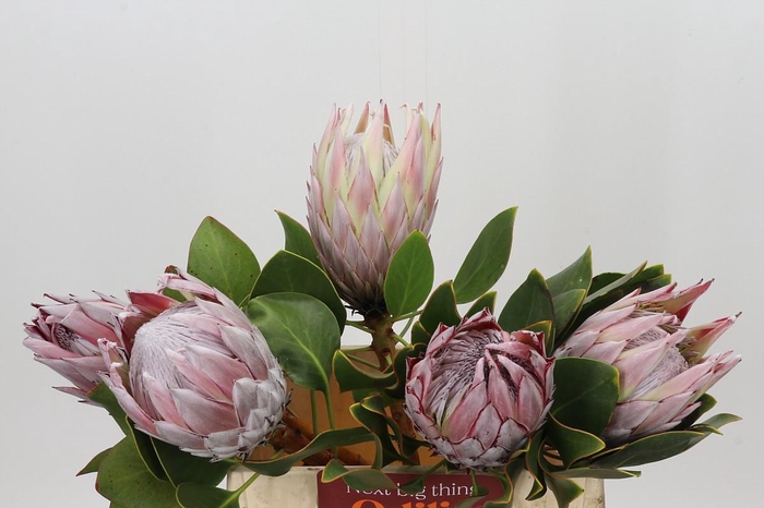 <h4>Protea Cynaroides</h4>