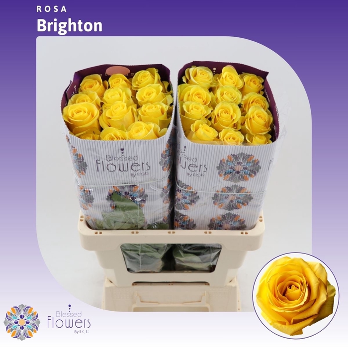 <h4>Rosa Gr Brighton</h4>