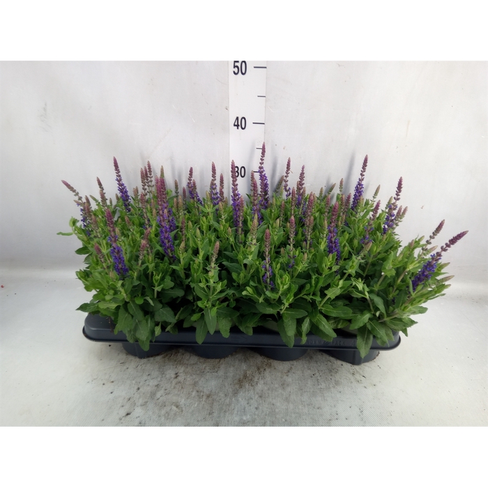 <h4>Salvia nemorosa 'Sensation Blue Dp'</h4>