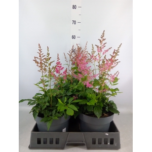 Astilbe arendsii 'Federsee'