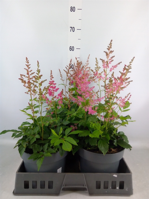 <h4>Astilbe arendsii 'Federsee'</h4>