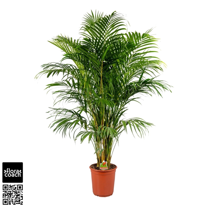 <h4>Dypsis lutescens</h4>