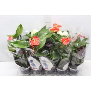 ANTHURIUM VARIADO P12