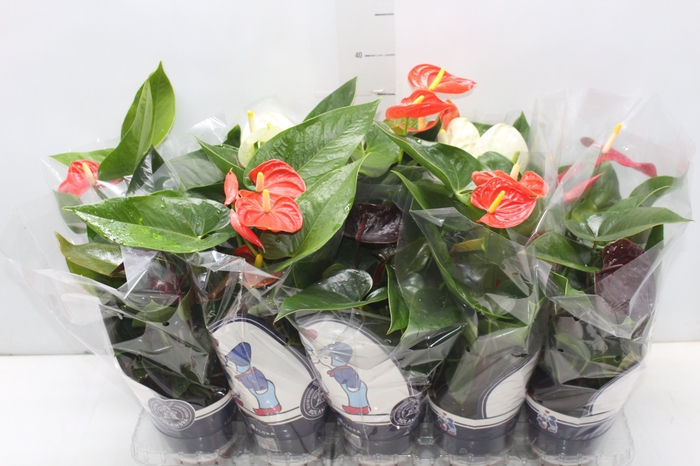 <h4>ANTHURIUM VARIADO P12</h4>