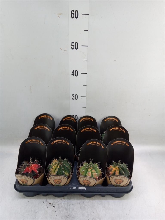 <h4>Gymnocalycium mihanov.   ...</h4>