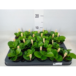 Peperomia obt. 'Green Gold'