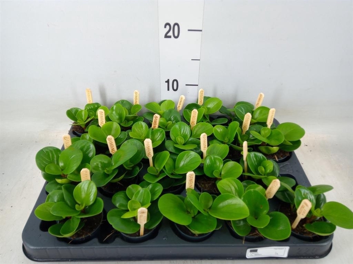 <h4>Peperomia obt. 'Green Gold'</h4>