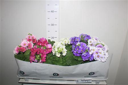 <h4>Prim Ob Sweetk A Gem</h4>