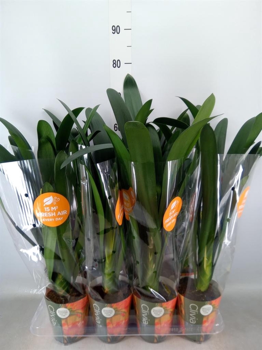 <h4>Clivia miniata</h4>