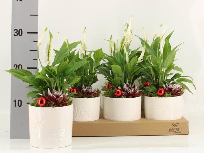 <h4>ARR KAMERPL</h4>