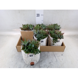 Arr.   Kamerplant Groen L%