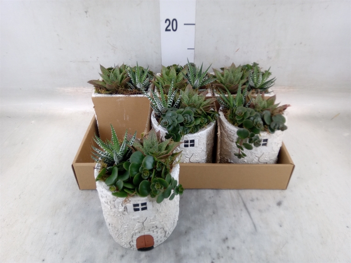 <h4>Arr.   Kamerplant Groen L%</h4>