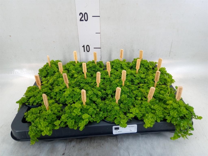 <h4>Pilea depressa</h4>