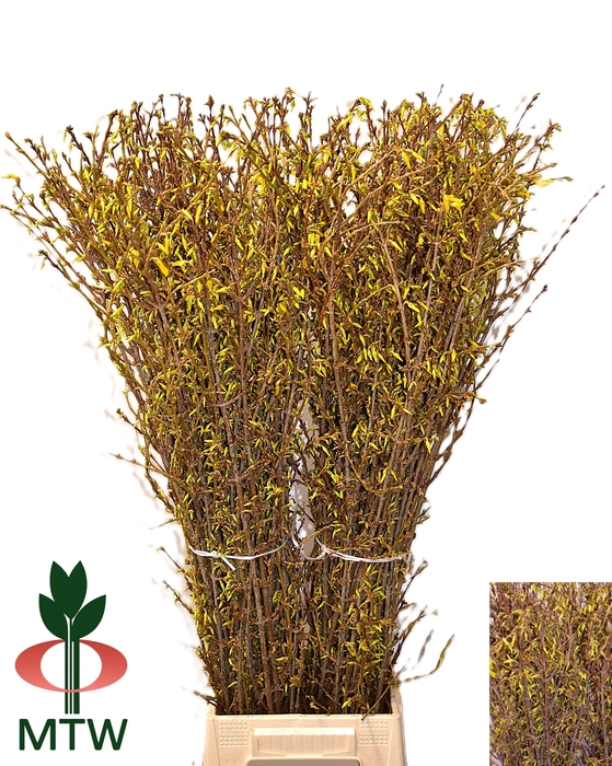 <h4>FORSY I SPECTABILIS</h4>