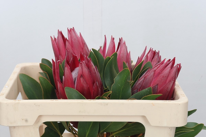 <h4>Protea Cynaroides Madiba</h4>