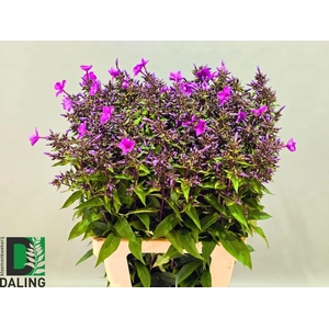 PHLOX PANICULATA OV