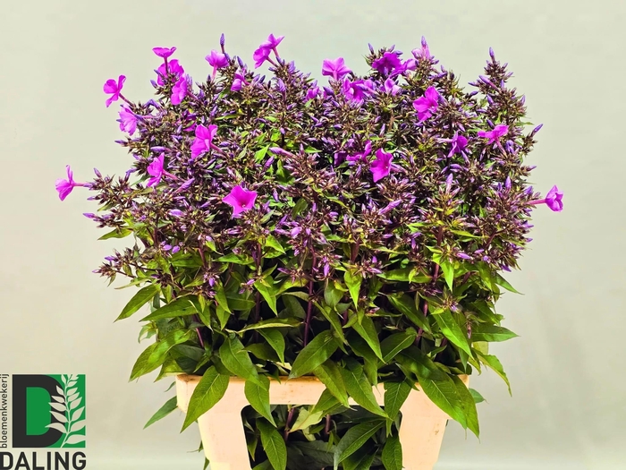 <h4>PHLOX PANICULATA OV</h4>