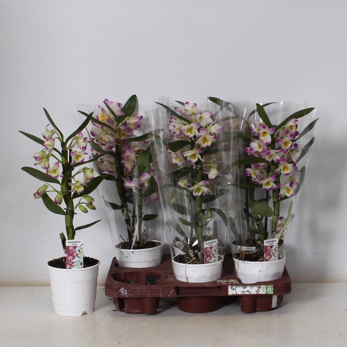 <h4>DEND NOBILE</h4>