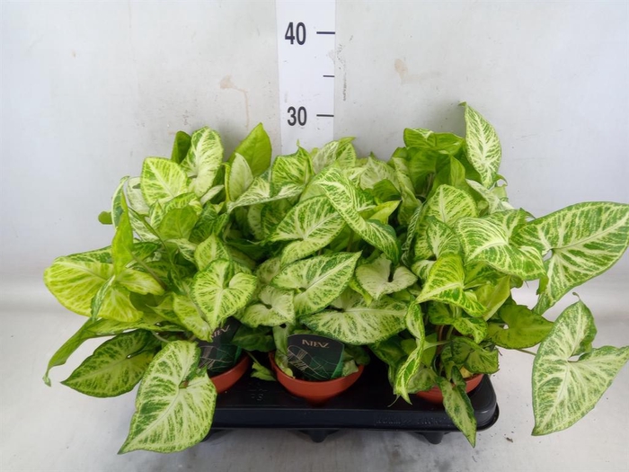 <h4>Syngonium  'Arrow'</h4>