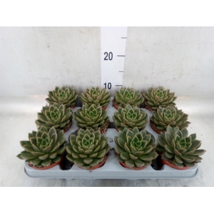 Echeveria   ...not flowering