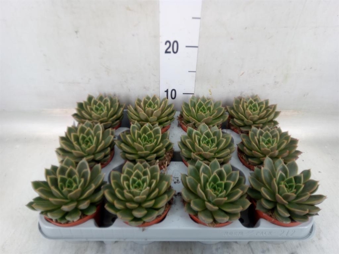<h4>Echeveria   ...not flowering</h4>
