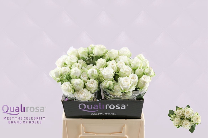 <h4>R Tr Miss Bombastic</h4>