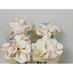 Zantedeschia captain melrose