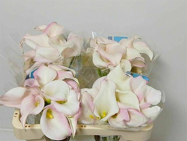 <h4>Zantedeschia captain melrose</h4>