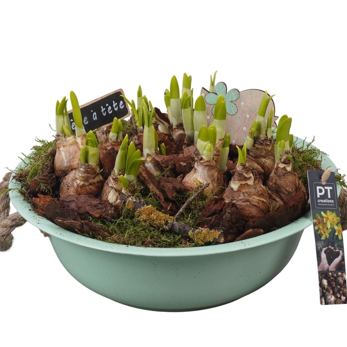 <h4>Arr.  Narcissus Tete Tete L%</h4>