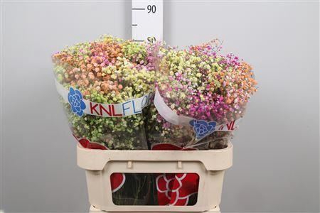 <h4>Gyps Klb H% Candy</h4>