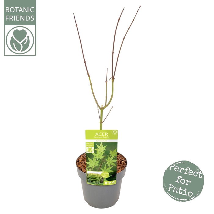<h4>Acer palmatum Summer Gold</h4>