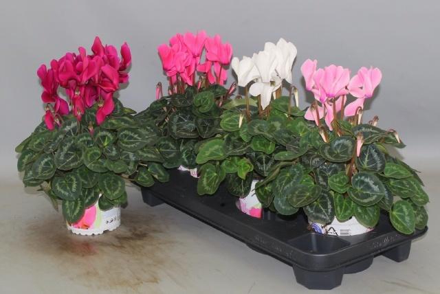 <h4>CYCL GR SUP XL</h4>