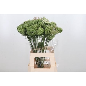 DAUCUS CAROTA DARA