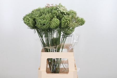 <h4>DAUCUS CAROTA DARA</h4>