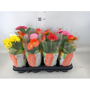 Gerbera  'Colourgame'   ...mix