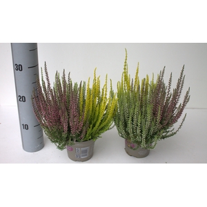 Calluna Garden Girls trio