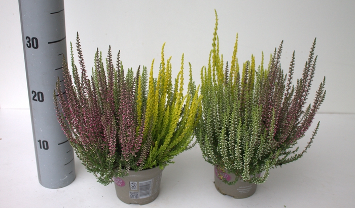<h4>Calluna Garden Girls trio</h4>