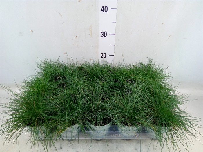 <h4>Festuca glauca 'Compacta Blue'</h4>