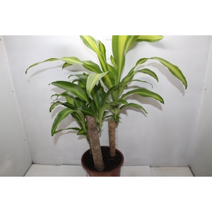 DRACENA MASSANGEANA P24